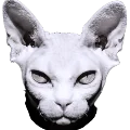 sphynx